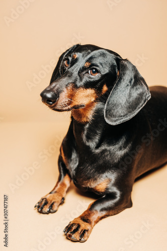 Adorable Dachshund Studio Portrait photo