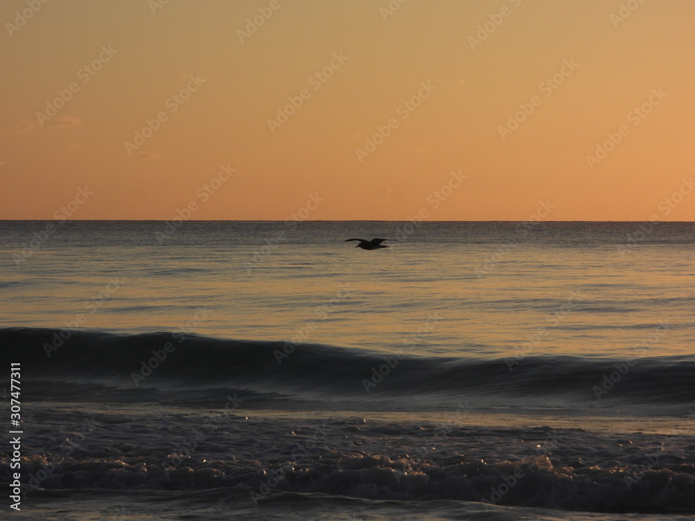Bird flying in a sunset over the sea, cancun, Caribbean sea, waves, golden hour, beach, sea,, sand, sun. flight, travel