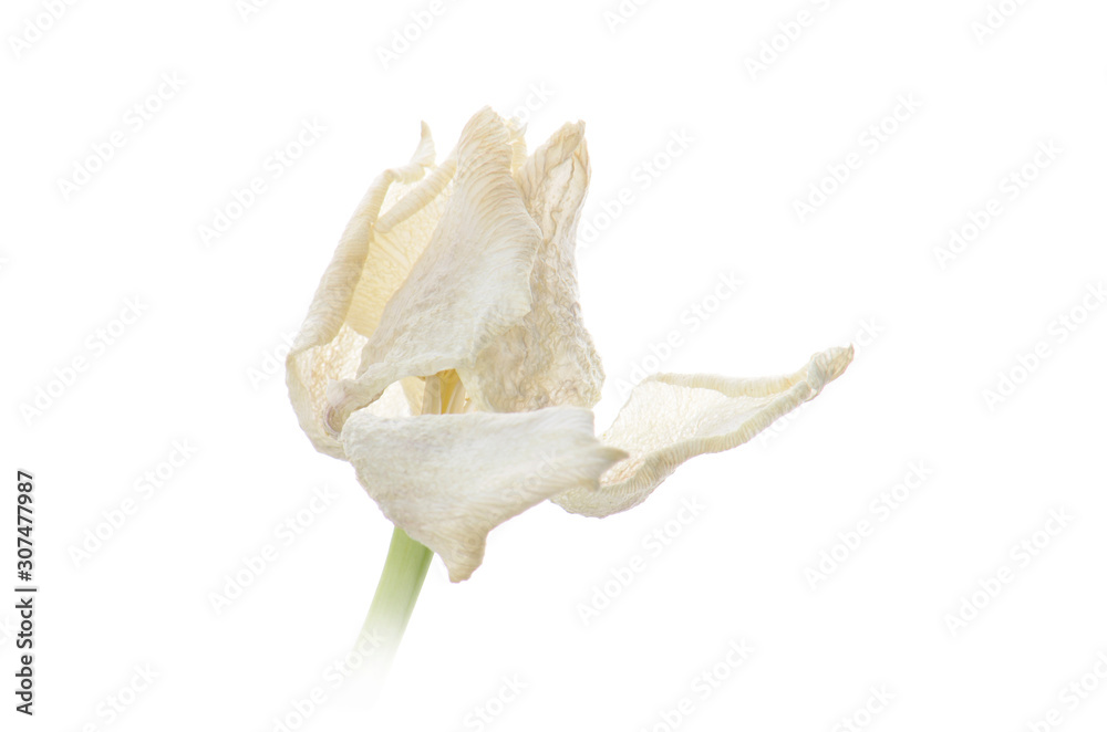 close up white faded tulip isolated on white close up white faded tulip isolated on white