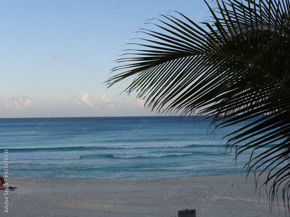 palm tree on the beach, cancun, Caribbean sea, waves, beach, sea,, sand, sun. flight, travel, flight over the sea, turquoise blue