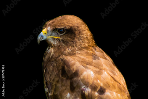 red-tailed buzzard resting in his innkeeper
