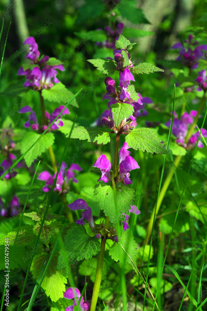 Purple flowers of a wild plant Lamium purpureum. Weed and honey plant.