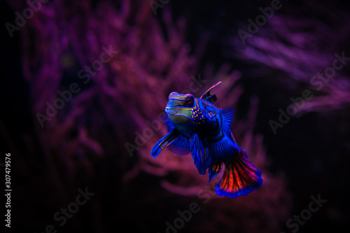 Pretty mandarin fish in coral reef aquarium © Serhii