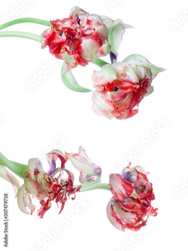 Fotografi close up red fresh and faded tulip isolated on white