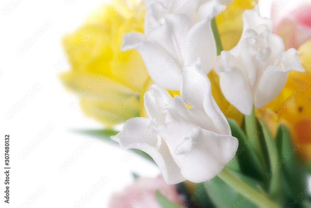 close up white, pink and yellow tulip isolated on white