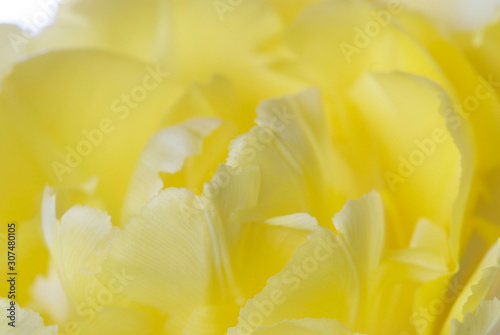 close up yellow tulip isolated on white