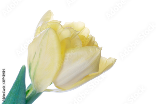 close up yellow tulip isolated on white