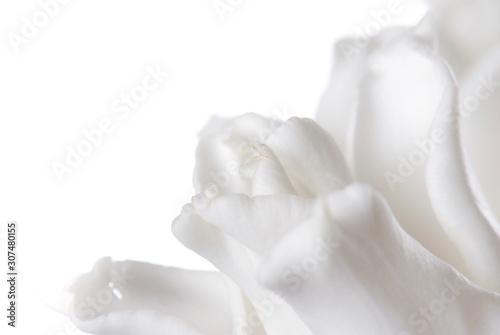 close up white tulip isolated on white