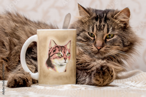 Canvas Print Young furry cat lies near a mug with tea. On the mug painted cat_