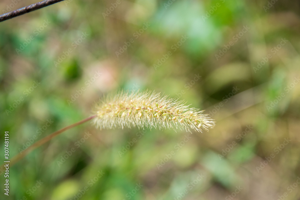 Abstract blurred natural background, dried grass in a field in summer season, texture for layout, for design Abstract blurred natural background, dried grass in a field in summer season, texture for layout, for design