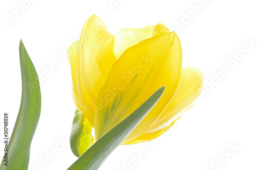 close up yellow tulip isolated on white