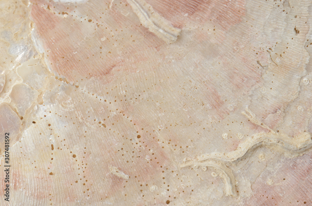 Fototapeta premium close up ocean shell structure background