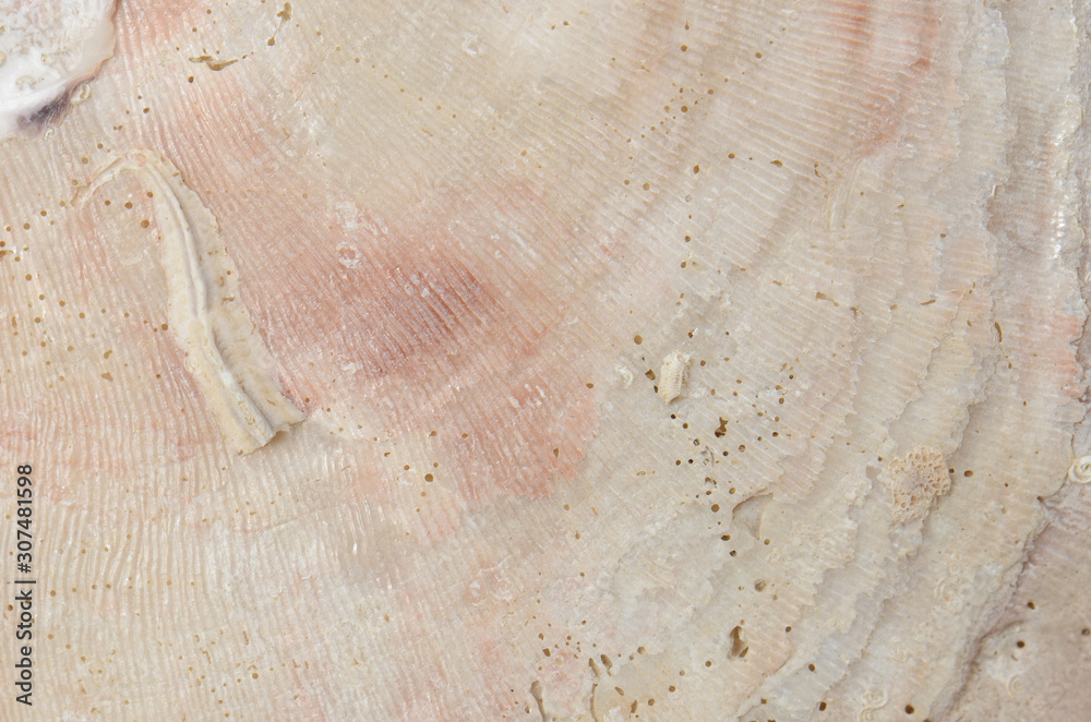 Fototapeta premium close up ocean shell structure background