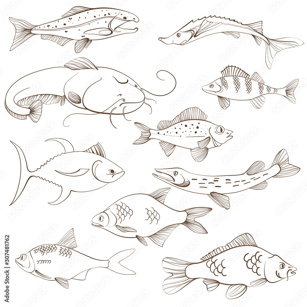 Fototapeta premium Fishes, line art. Fishing vector illustration. Isolated on white.