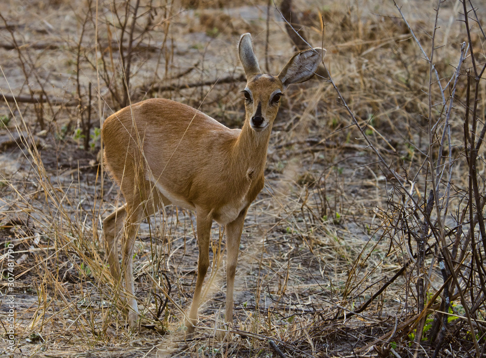 Steenbok Antelope - Bwabwata National Park - Namibia Steenbok Antelope - Bwabwata National Park - Namibia