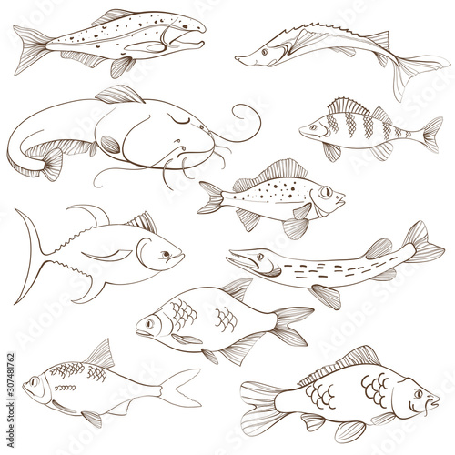 Fishes, line art. Fishing vector illustration. Isolated on white.