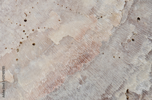 close up ocean shell structure background
