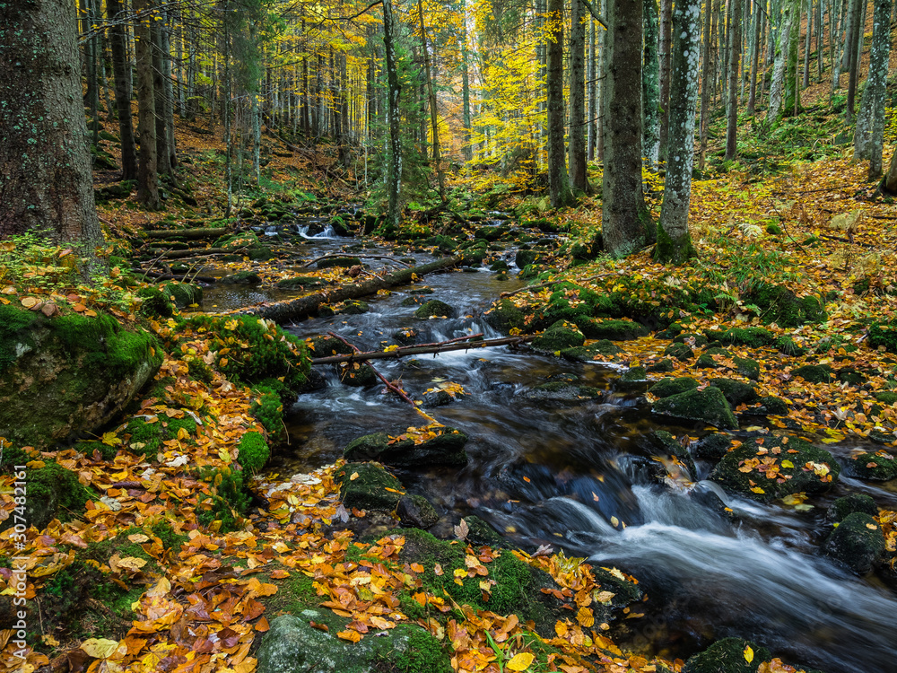 Die kleine Ohe im Nationalpark Bayerischer Wald Die kleine Ohe im Nationalpark Bayerischer Wald