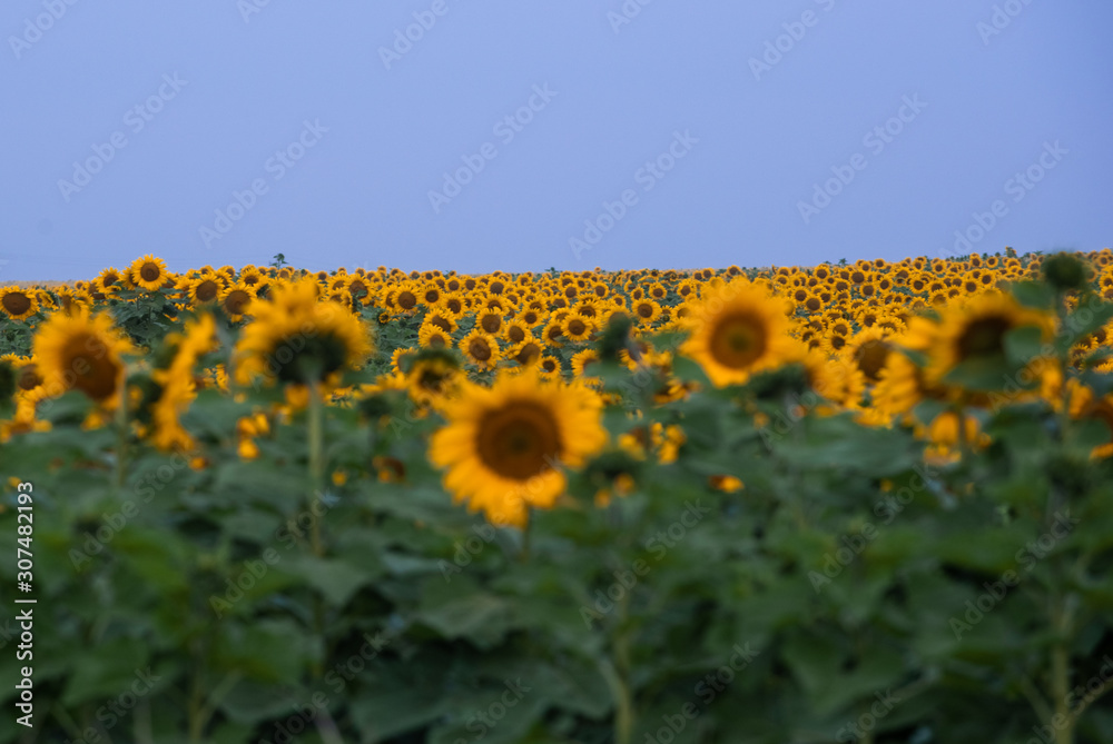 Obraz premium Sunflower field in South Africa, Free Sate