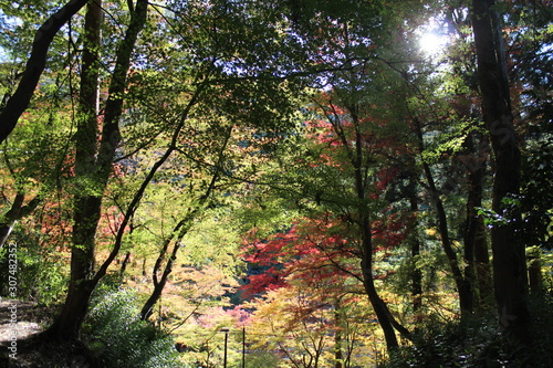 Autumn leaves of Nara Park in Japan © YAMASA