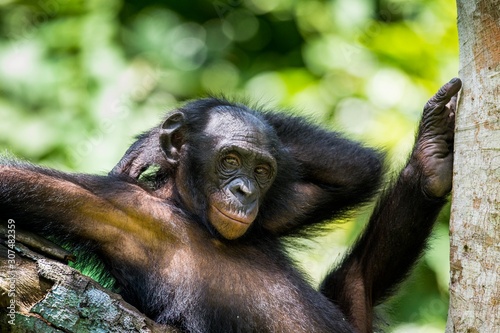 Fototapeta Naklejka Na Ścianę i Meble -  The close-up portrait of juvenile Bonobo ( Pan paniscus) on the tree in natural habitat. Green natural background.