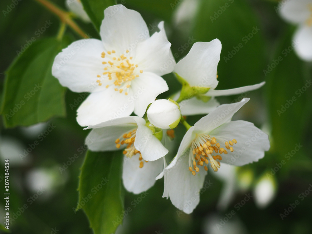Closeup of the Bud and the flowers of the mock orange. Philadelphus coronarius a species of flowering plant in the Hydrangea family, native to southern Europe Closeup of the Bud and the flowers of the mock orange. Philadelphus coronarius a species of flowering plant in the Hydrangea family, native to southern Europe