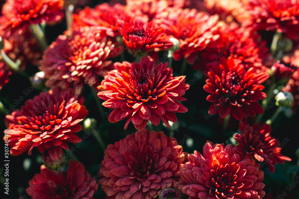 Chrysanthemum flower grows in the garden. Red Chrysanthemum close-up. Chrysanthemum flower grows in the garden. Red Chrysanthemum close-up.