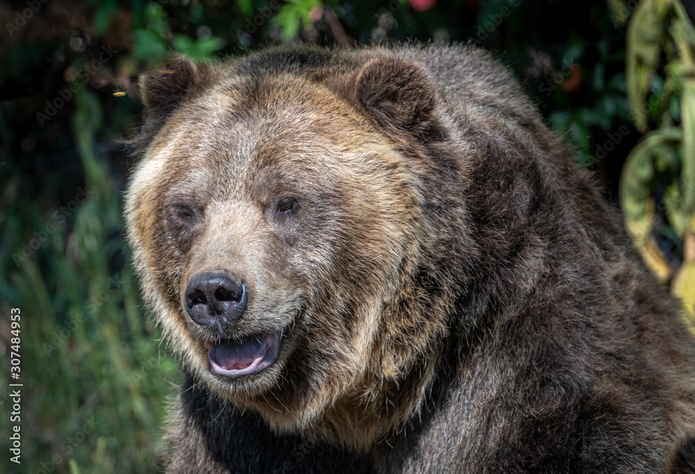 Close up images of a Grizzly Bear face and expression.