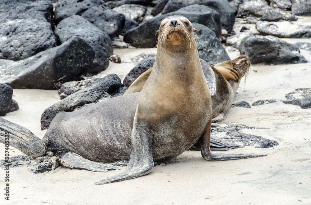 Fototapeta premium Sea Wolves - Santa Fe Island - Galapagos Islands - Ecuador