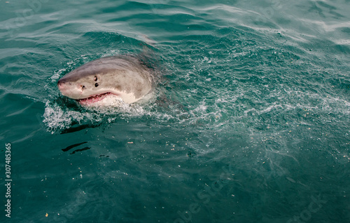 White Shark - Gansbaai - South Africa © J. J. Sesé
