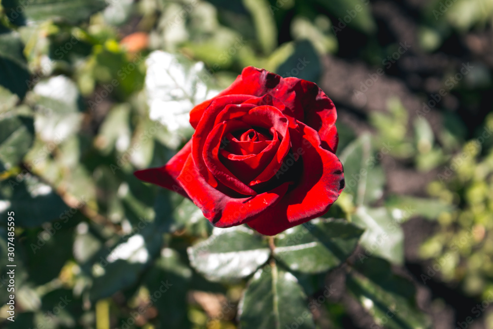 A red rose flower grows in the garden, an opened bud. A red rose flower grows in the garden, an opened bud.