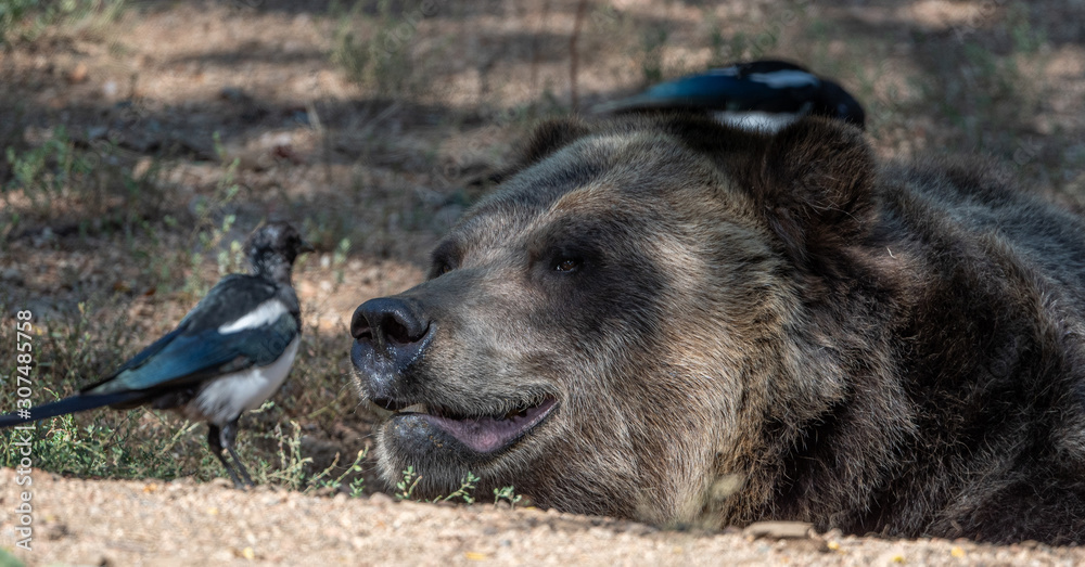 Fototapeta premium Close up images of a Grizzly Bear face and expression.