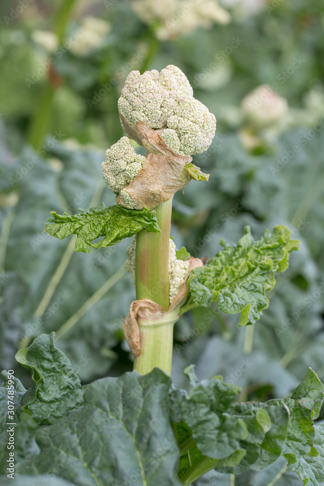 agroculture rhapontic rhubarb (Rheum rhaponticum). The plant rhapontic