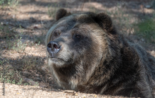 Close up expressions on a Grizzly Bear face.