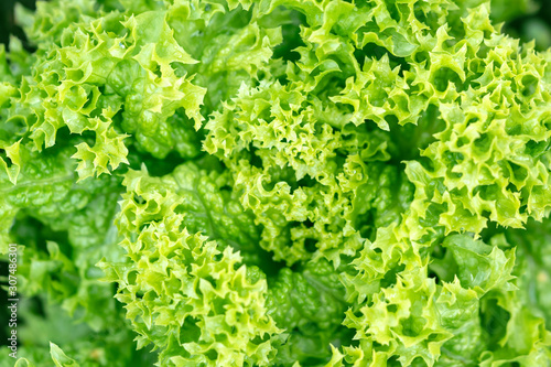 Fresh organic green lettuce leaves,