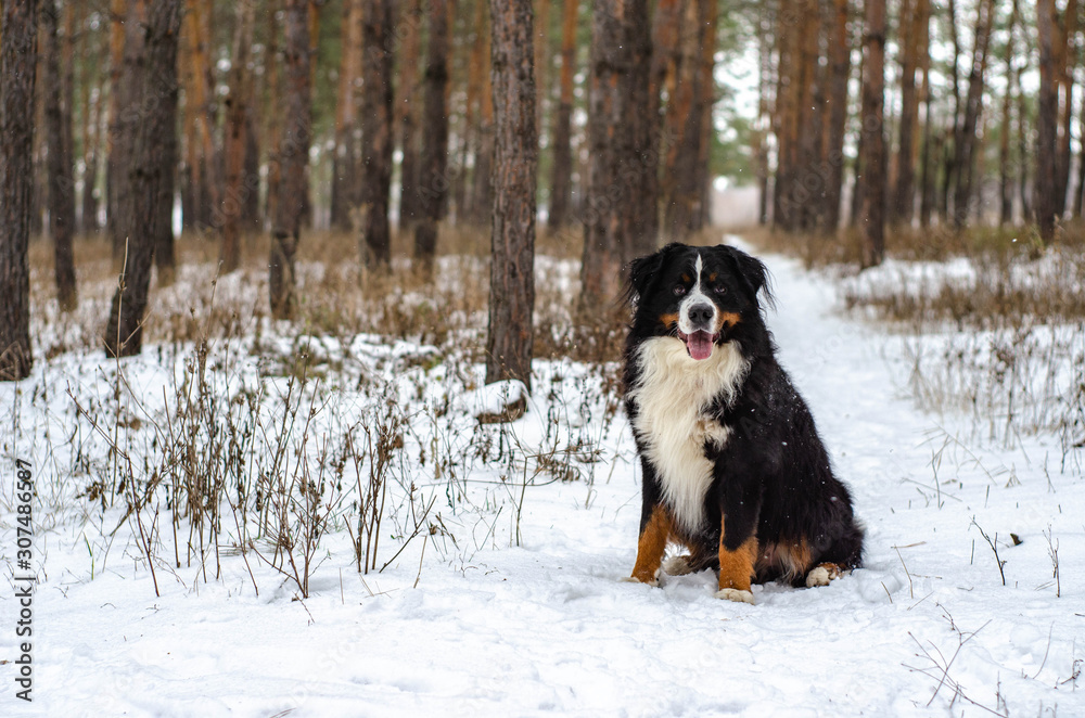 Bernese mountain dog  sitting on a snow in the park/forest on winter