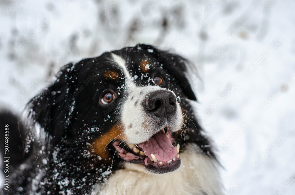 Bernese mountain dog head close-up with snow on nose Bernese mountain dog head close-up with snow on nose