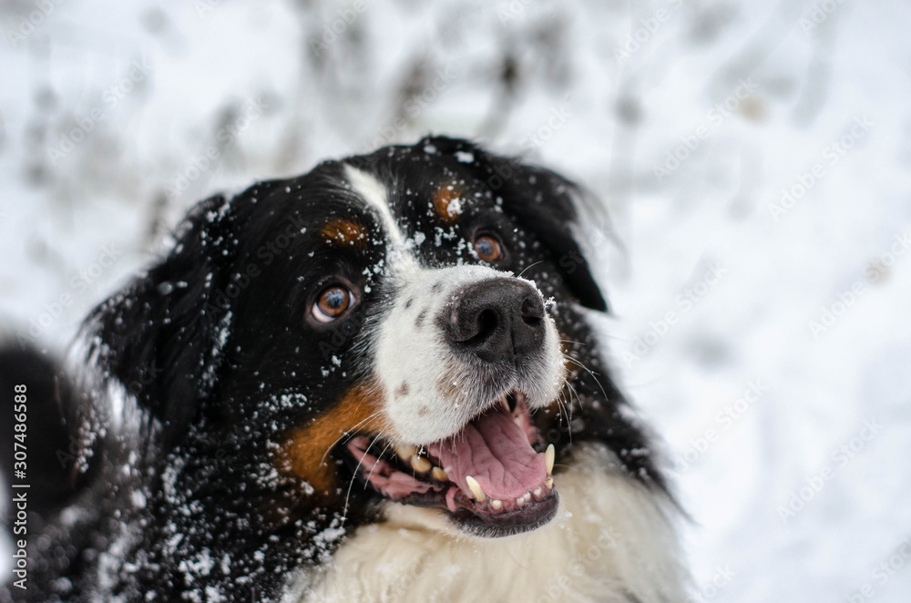 Bernese mountain dog head close-up with snow on nose