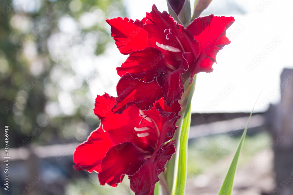 Red flower gladiolus grows in the garden. Red flower close-up. Red flower gladiolus grows in the garden. Red flower close-up.