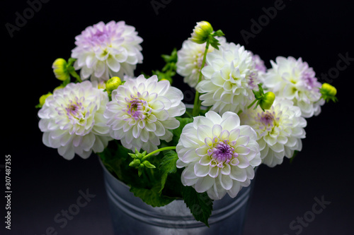 Fototapeta Naklejka Na Ścianę i Meble -  white dahlia in a vase on a dark background