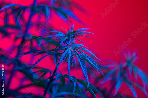 Close up of marijuana plant photo