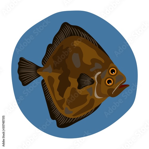 fish flounder  Fish on white background vector sea