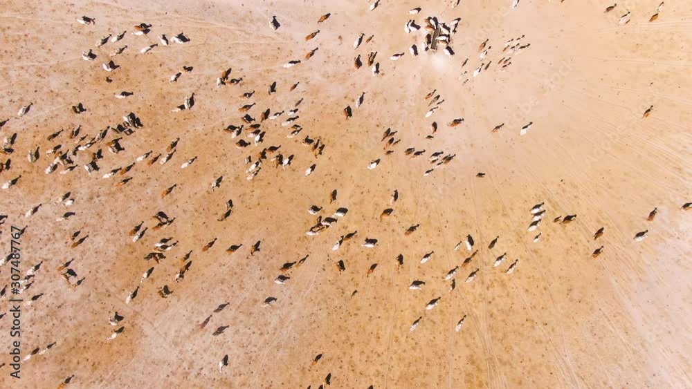 Aerial: Huge herd of hundreds of Brahman cattle in Western Australia. Huge outback paddock that is dry and dusty with brown and white cows. Beef Export Australia. Aerial: Huge herd of hundreds of Brahman cattle in Western Australia. Huge outback paddock that is dry and dusty with brown and white cows. Beef Export Australia.
