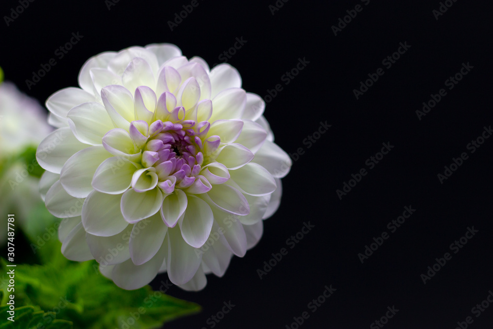 white dahlia in a vase on a dark background white dahlia in a vase on a dark background