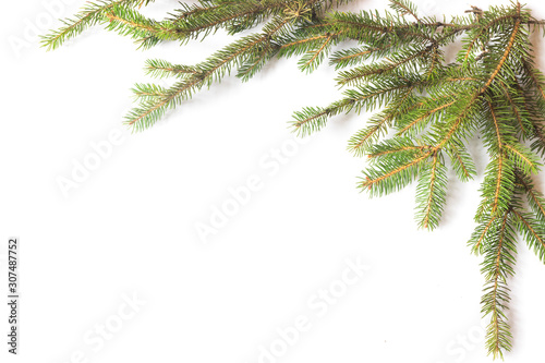 Pine branches isolated on white background