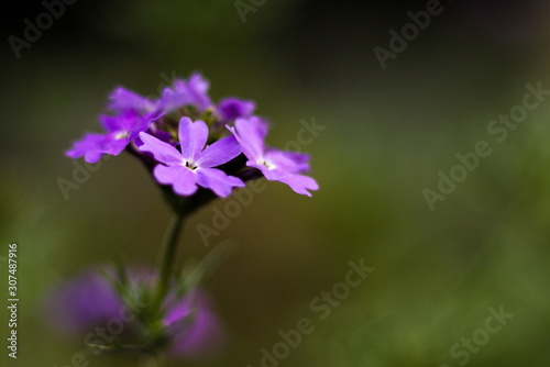 lovely flower in our back yard, with beautiful color that relax your mind