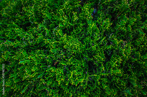 Green thuja tree branches background. Natural needles backdrop, bright evergreen texture