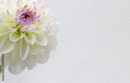white dahlia in a vase on a dark background
