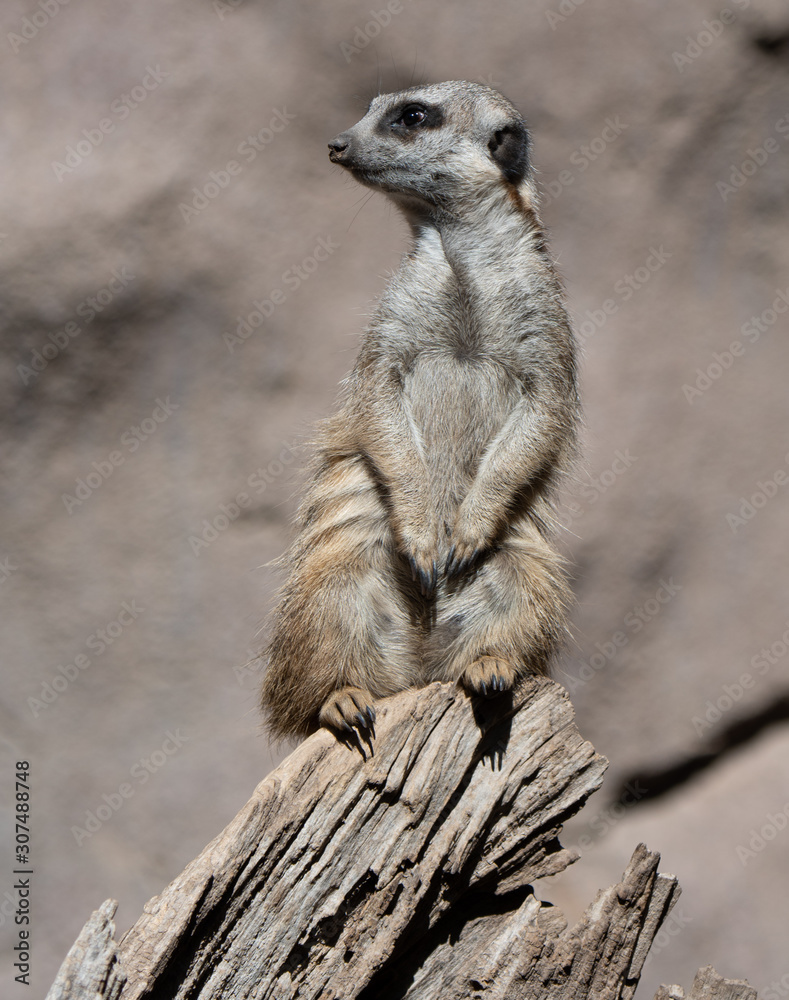 Fototapeta premium Close up images and expressions of a Slender-tailed Meerkat