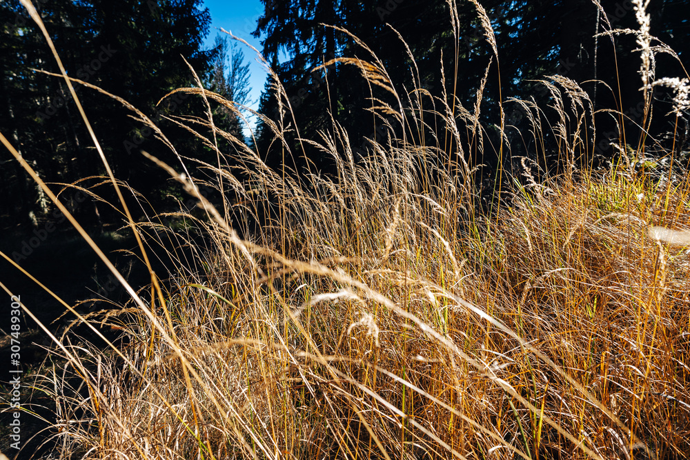 Obraz premium Close up detail shot of yellow grass in forest, An autumn grass in a deep forest.